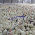 Automatische Geflügelausrüstung / Hühnerstallausrüstung / Geflügelfutterausrüstung